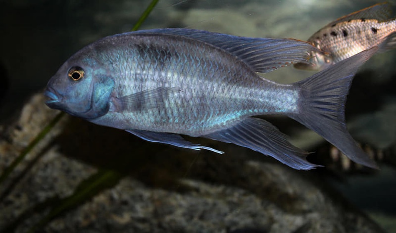 Otopharynx selenurus